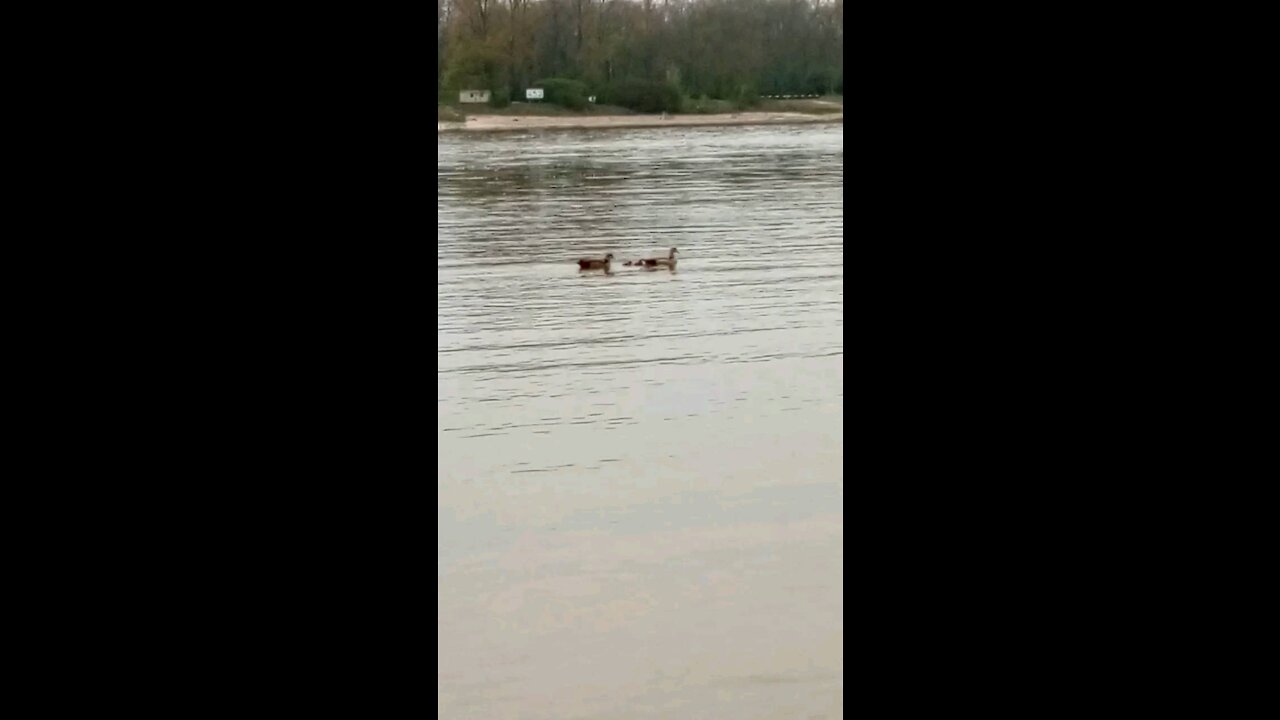 Mother Duck, Father Duck and Baby Ducks