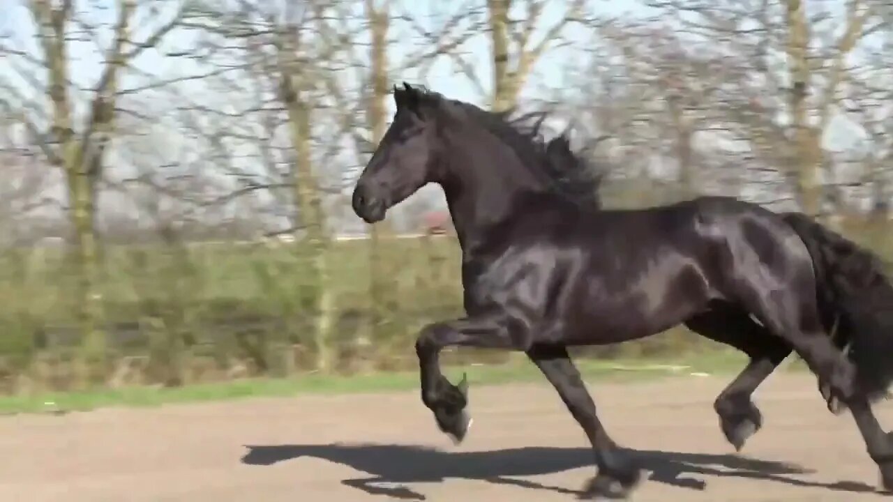 8 Most Beautiful Horses on Planet Earth-6