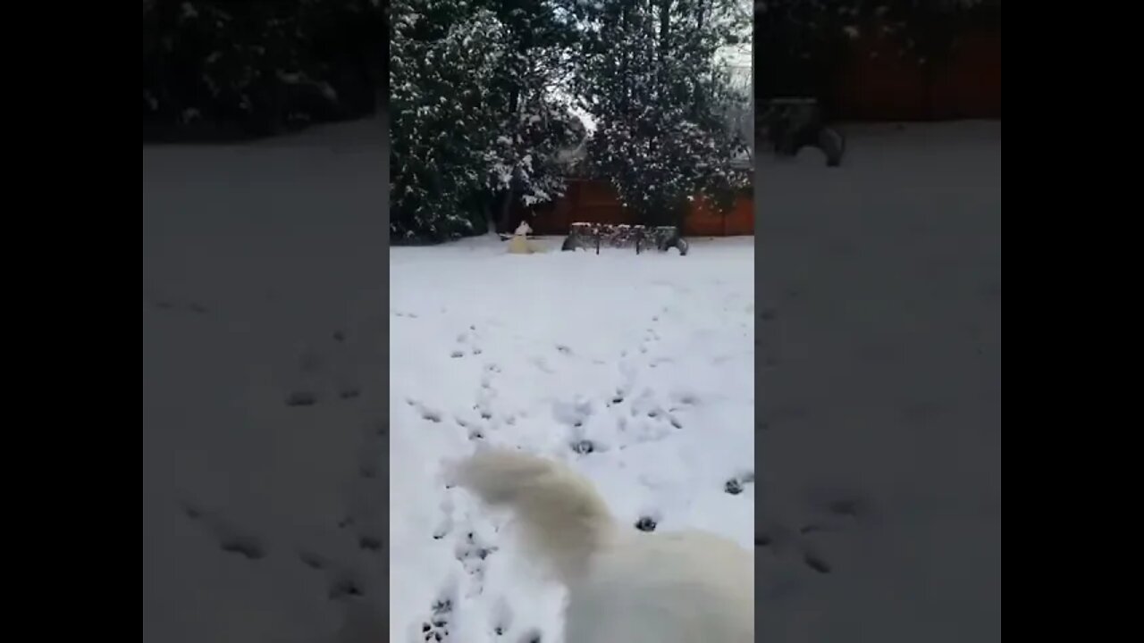 Cachorrinhos Brincando na Neve #shorts