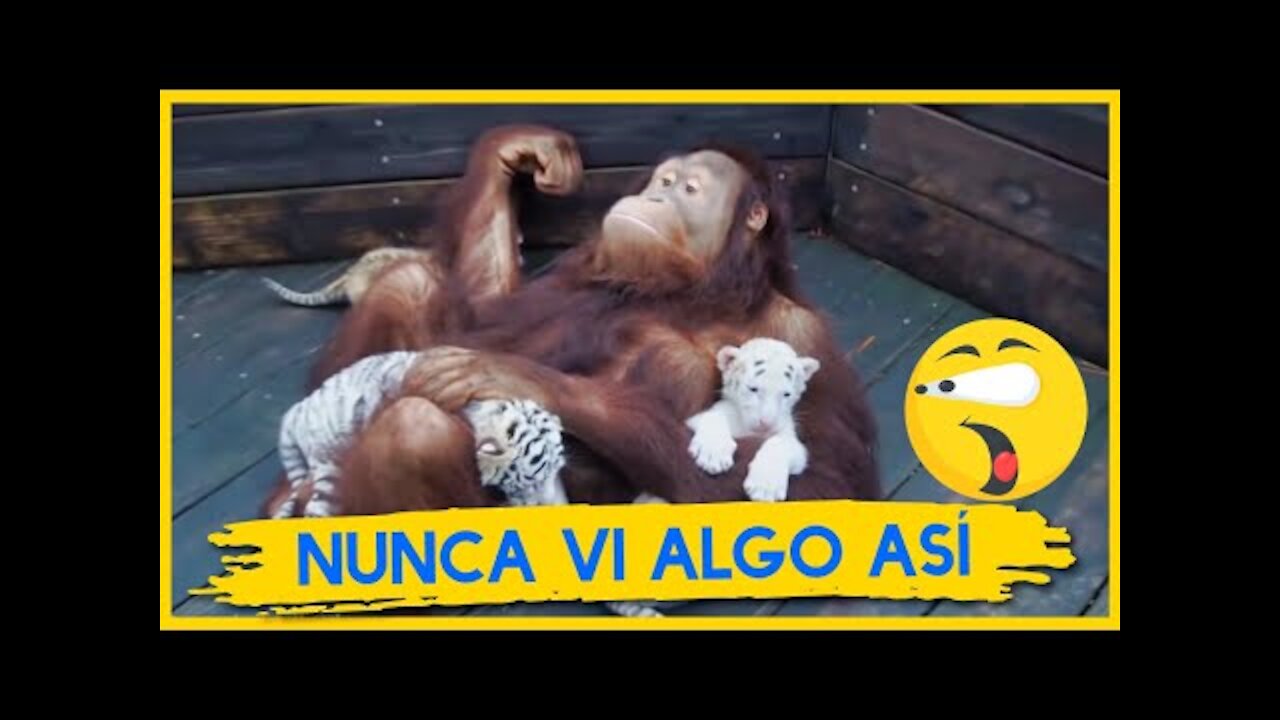 7 Videos de Animales MÁS IMPRESIONANTES de Mundo 😮💥👍