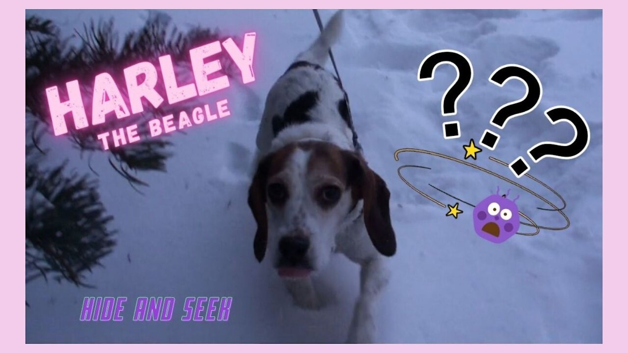 Playing hide and seek with Harley the beagle! Scared to happy dog!!