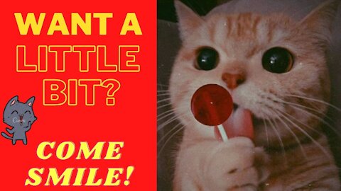 Cats and their arts just laughing