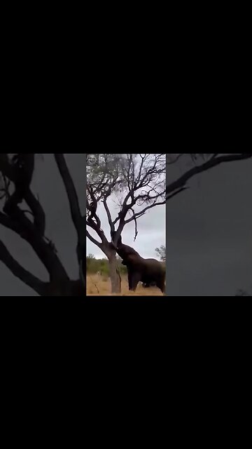 #shorts, #animal, #animals, #animalfacts, #animalshorts, #nature, #wildlife, #wildlifeanimals