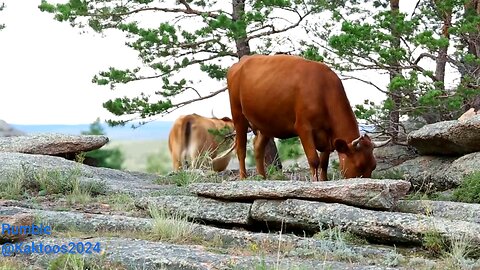 Wildlife video