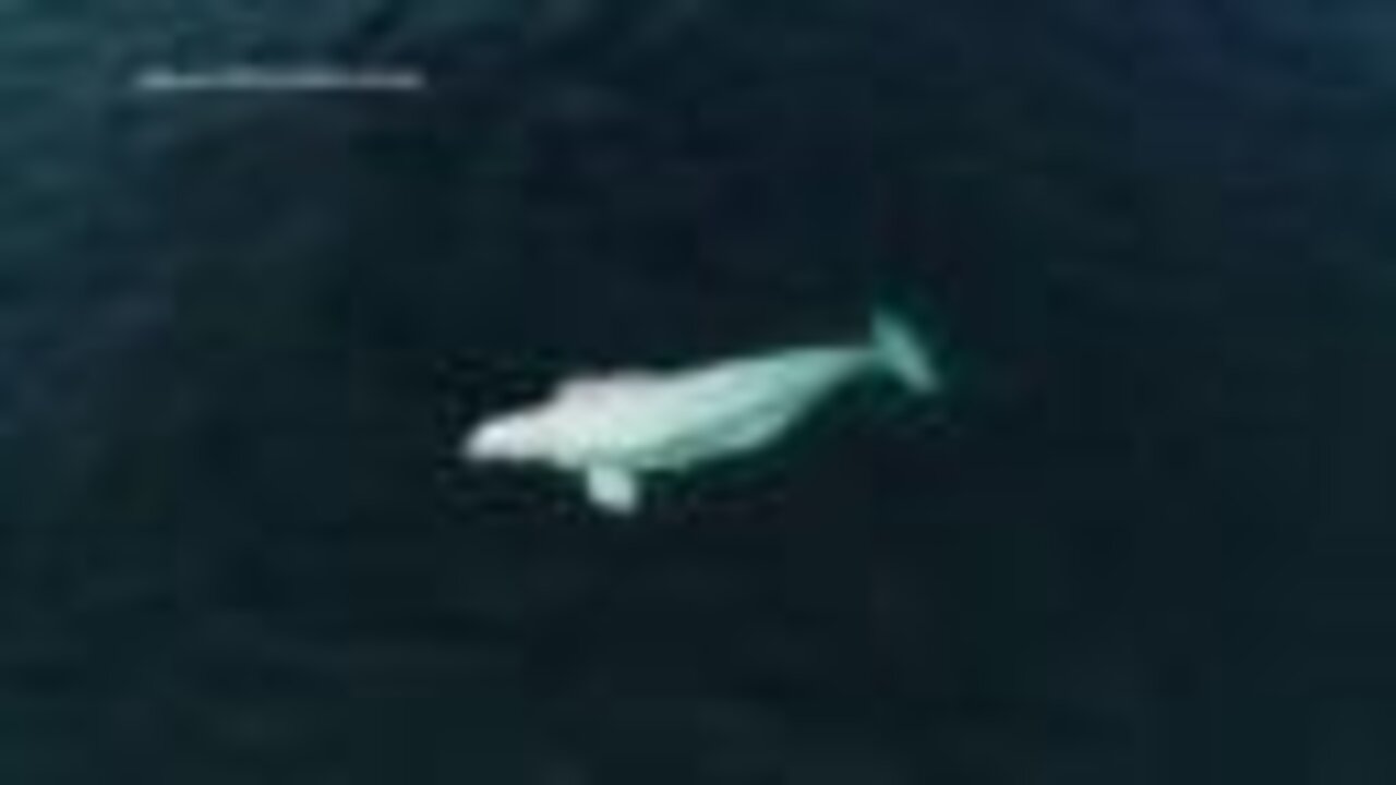 Rare beluga whale sighting off San Diego's coast