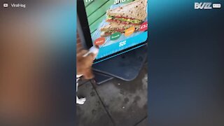 Un chien essaie de manger un sandwich sur une publicité