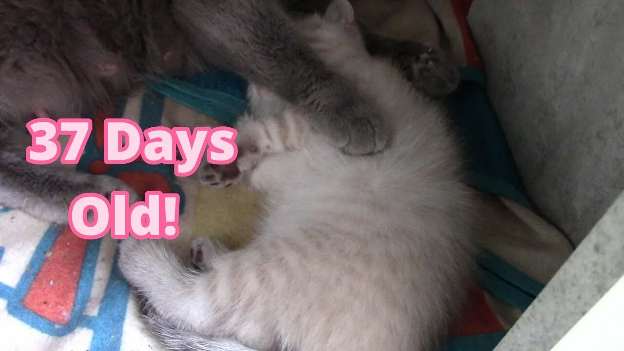Misha's Kittens Are 37 Days Old! 😻