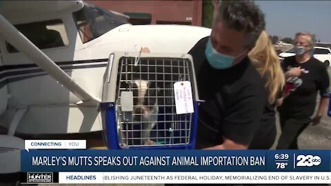 Marley's Mutts speaks out against animal import ban