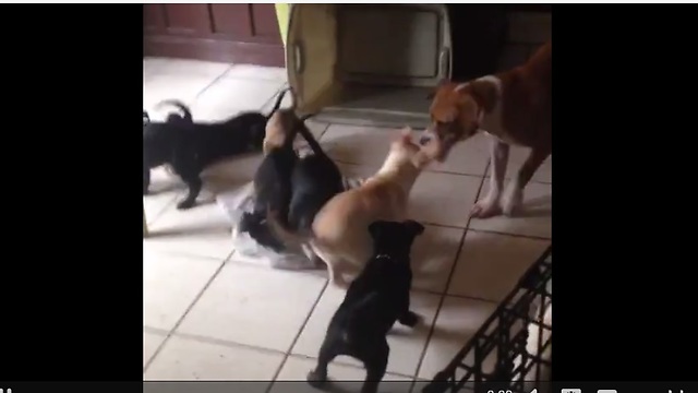 Dog challenges entire litter of puppies to tug-of-war