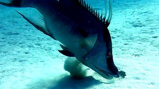 This male giant hogfish was once a female