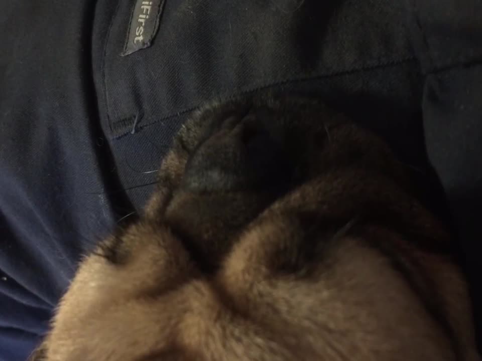 This Dog has a Crazy Snore!