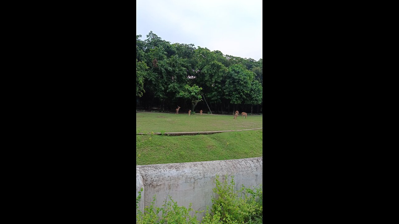 kusmi forest in india