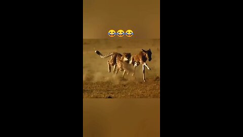 😂😂 Funny animal videos 😂🤣