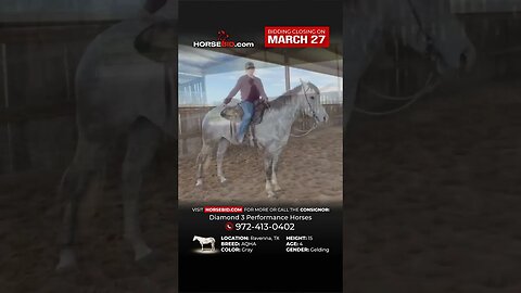 𝑷𝑨𝑻𝑹𝑰𝑶𝑻 - Stunning 4 Yr. old Dapple Grey AQHA Gelding! Exclusively on Horsebid.com thru March 27th!