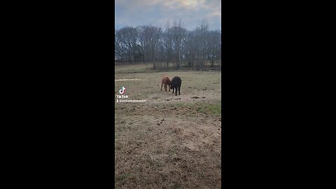 Two heifers playing.