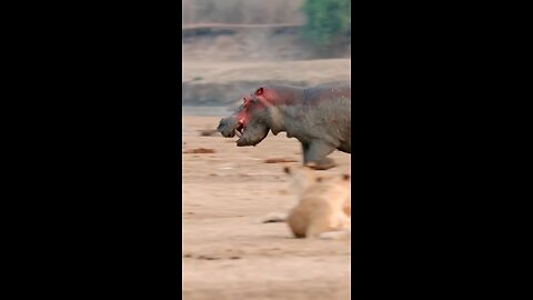 Young lion are no match for hippo! 🦛