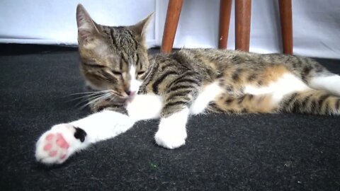 Cat Grooming Time
