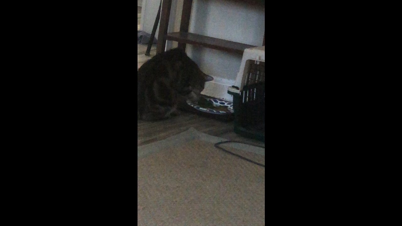 Cat eating with it paws