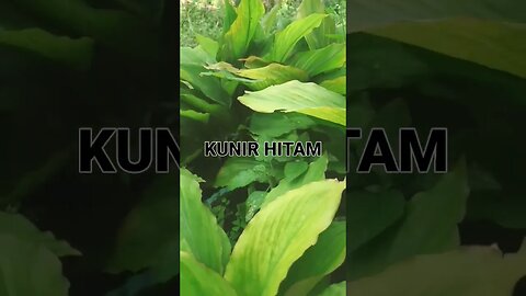 kunir hitam #kunyithitam #kunirhitam #herbal