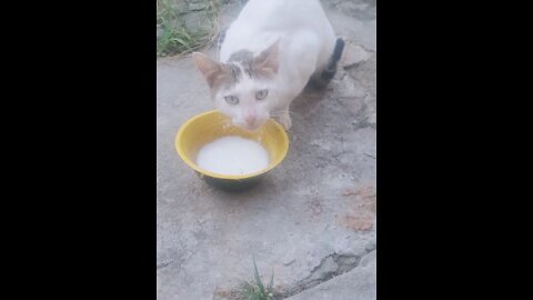 Beautiful Cat drinking milk