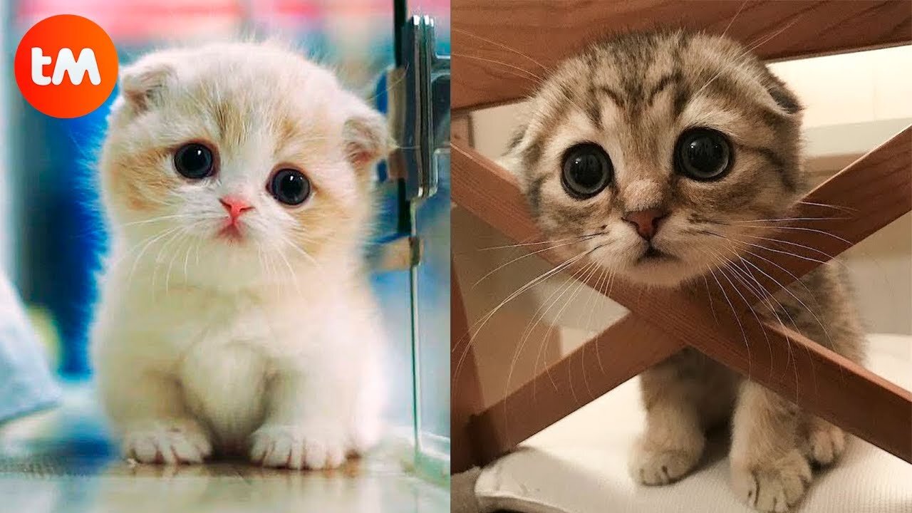 funny cats and kittens video