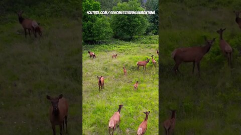 #bulls #bullelk #elk #elkcalves #calves #homesteading #wildernesslife #homesteading #montana