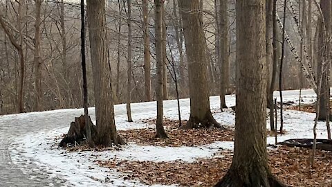 Coyote roaming James Gardens Toronto
