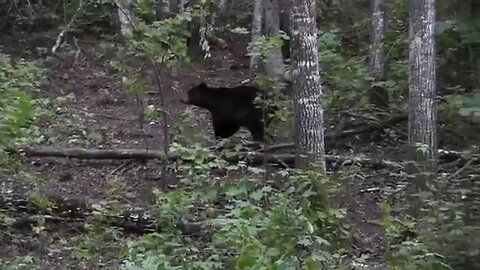 Surrounded by 20 bears! Epic bear hunt with giant 400-pound B&C shot