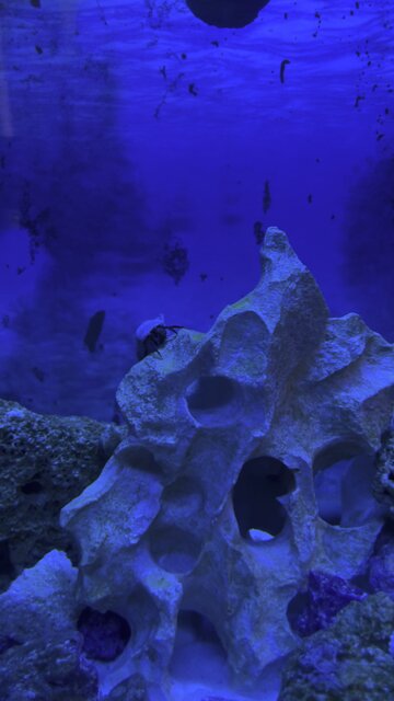 Saltwater tank 60 gallon