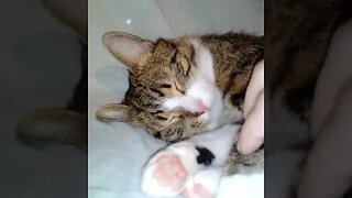 Sweet Lazy Cat Stretches His Paws #shorts