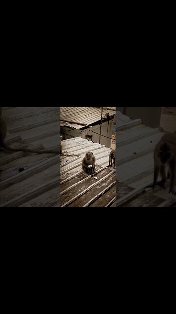 bandar wala comedy #shorts #trending #viral #bhoot