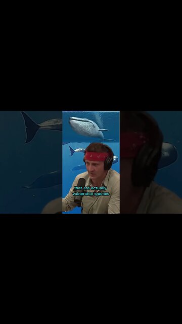 The truth about whaling in the Faroe Island and Japan - Sonny & Joe Rogan