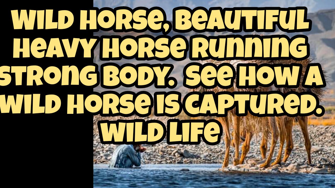 Watch how a wild horse is tamed in this video