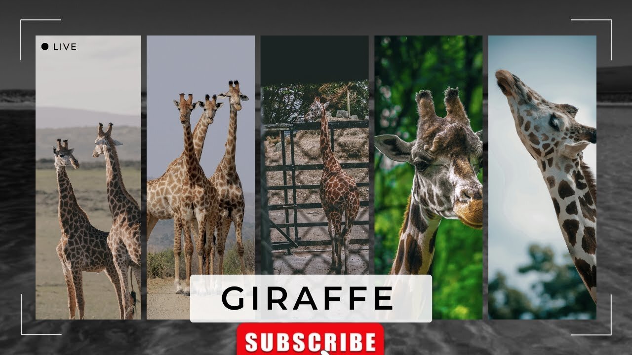 Giraffe Is A Large African Hoofed Mammal ll Epic Fail ll