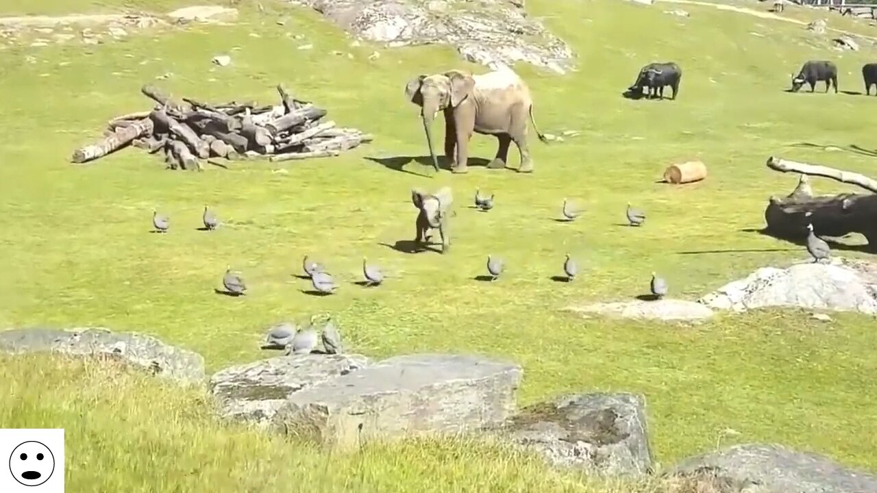 FUNNY ANIMALS COMPILATION!!!