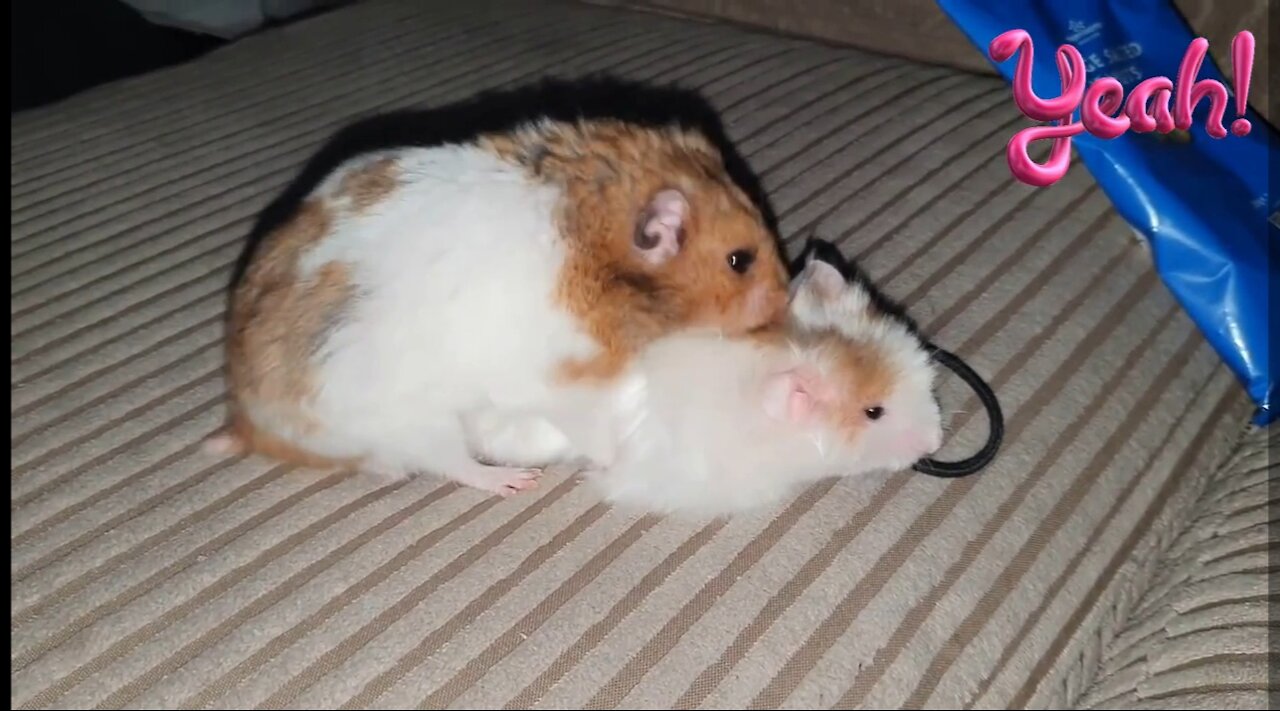 Cute Hamsters making Babies🥰.