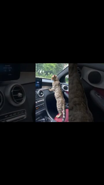 🚗🐈💕💕 #shorts #bengalscottishdold #bengallover#bengalscottishfoldmix