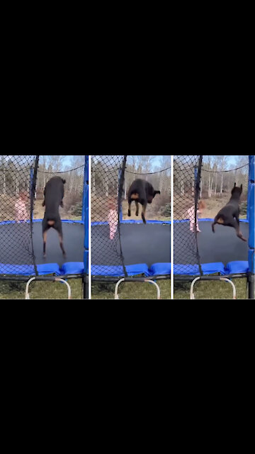 This dog knows how to bounce up and down on a trampoline
