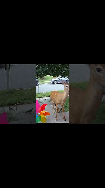 A Beautiful Buck Deer Visits! 🦌