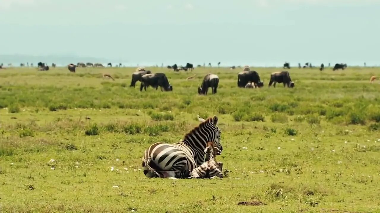 HUNTER BECOMES THE HUNTED | Mother Zebra Save Her Newborn From Lion , Giraffe vs Lion-2