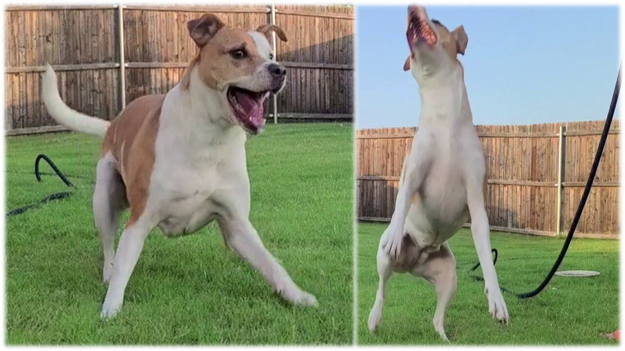 Dog Decides To Make Dive To Catch Water