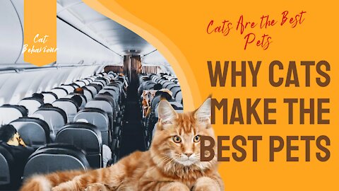 Why Cats make the Best Pets, Cats Are the Best Pets #Funnycats