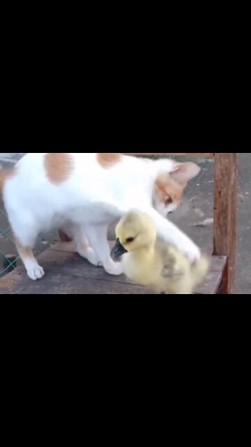Duck is tormented by being hit by a cat