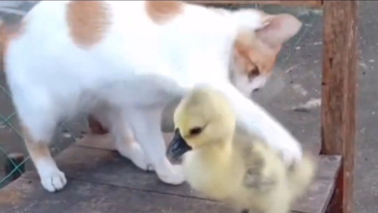 Duck is tormented by being hit by a cat