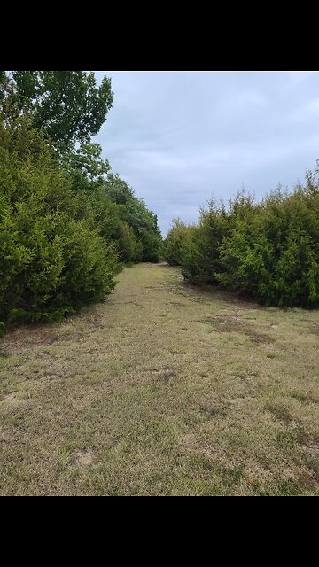 A Walk in the Park V