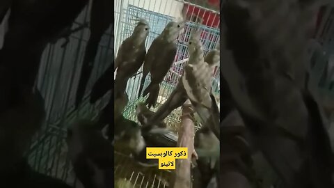 ذكور طيور كالوبسيت لاتينو عين حمراء كيوت روعة مرحبا