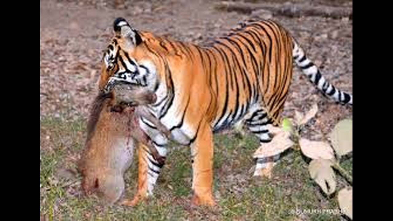 #2Leopard_hunting_a_pig at w sri lanka