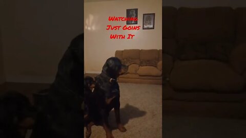 Rowdy Rotties Ruger and Riley Approve! #shorts