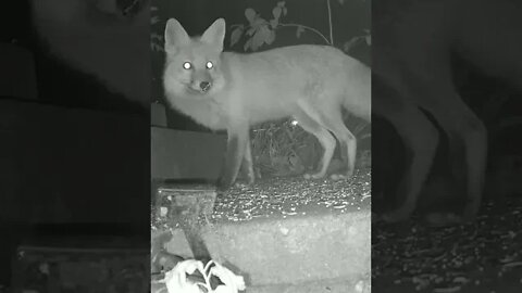 What Is The Fox Afraid Of ? #Shorts 😬