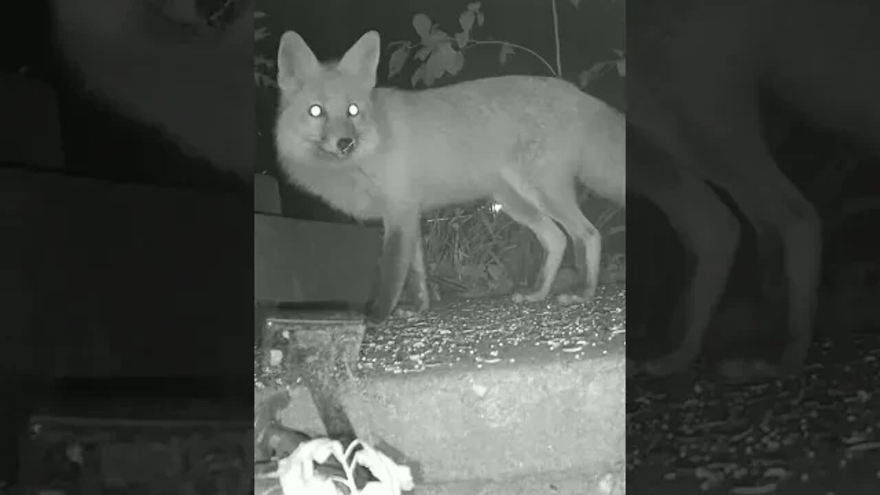 What Is The Fox Afraid Of ? #Shorts 😬